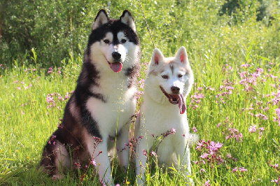 Skyrrows - Siberian Husky - Portée née le 28/05/2024