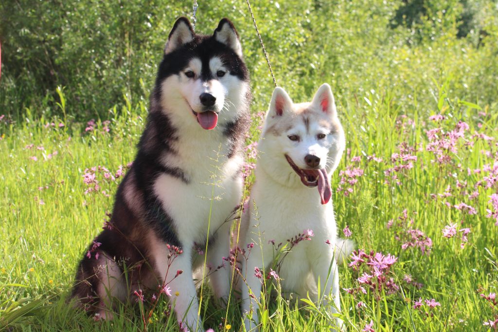 chiot Siberian Husky Skyrrows