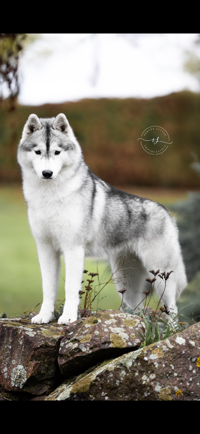 Skyrrows Very kinder surprise