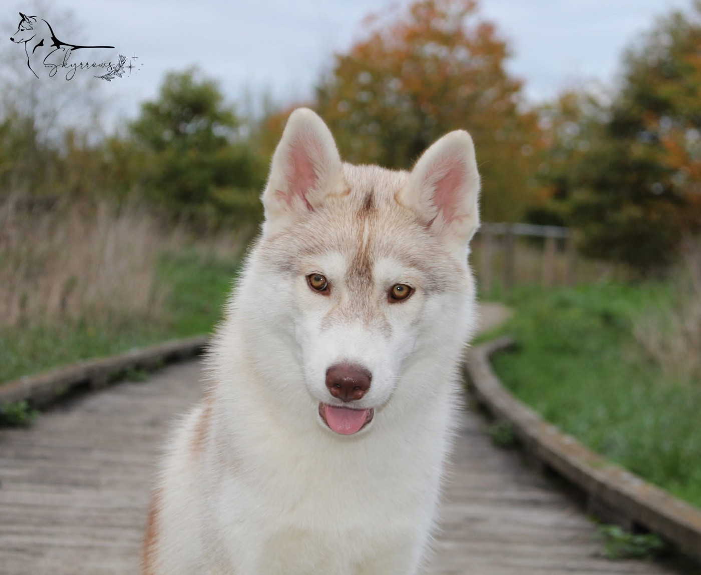 Skyrrows A sky full stars