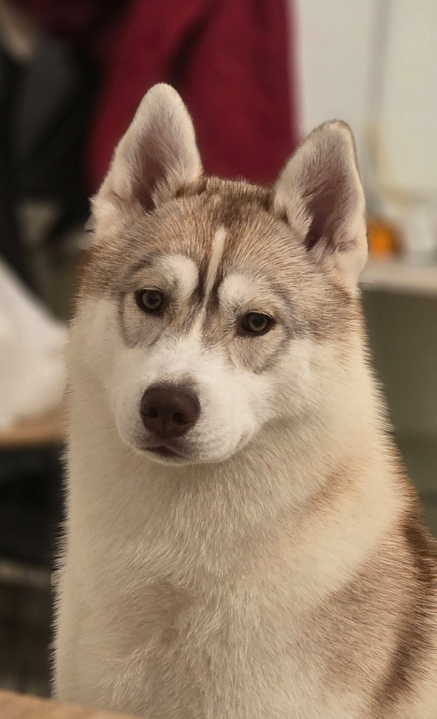 Skyrrows A forever love