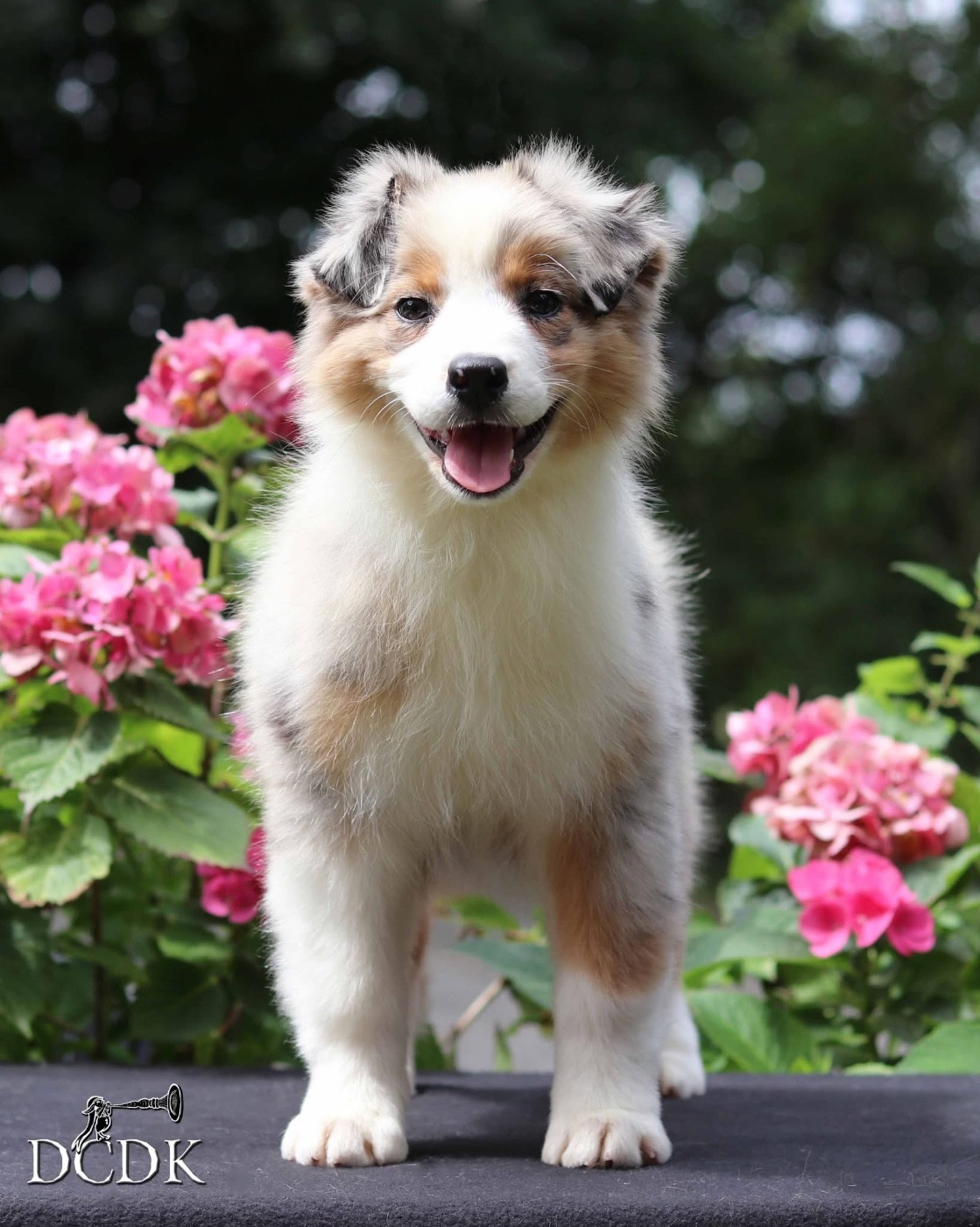 Aurora Australis  du chemin des korrigans
