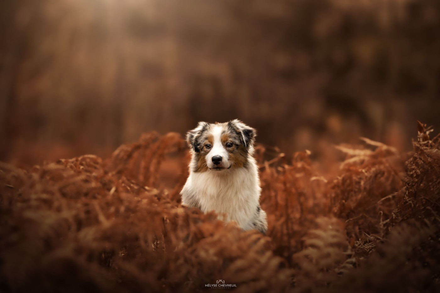 Aurora Australis  du chemin des korrigans