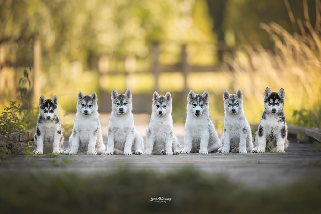 Nos bébés photographiés à presque 8 semaines ???