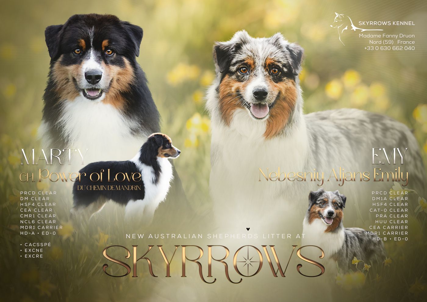 Prochaine portée - Printemps 2026