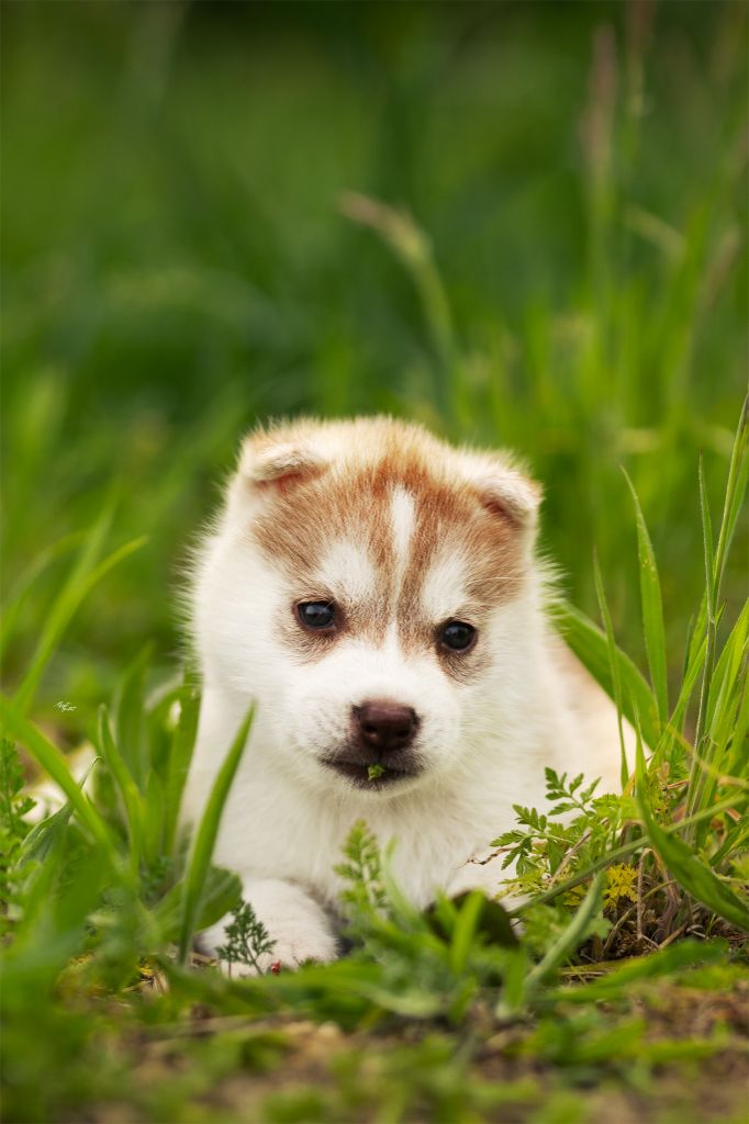 Skyrrows - Chiots disponibles - Siberian Husky