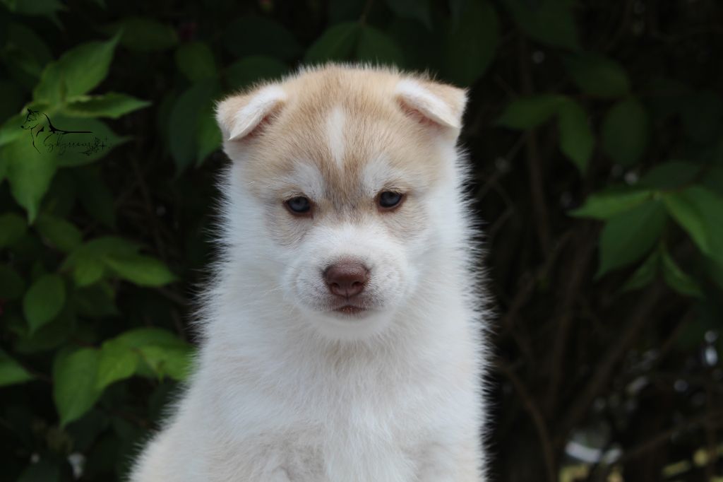 Skyrrows - Chiots disponibles - Siberian Husky