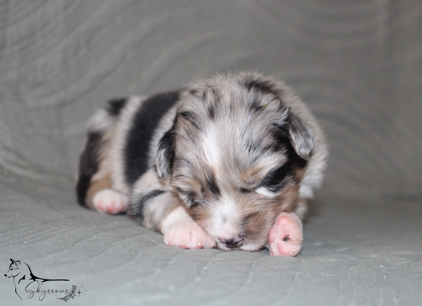 Skyrrows - Chiots disponibles - Berger Australien