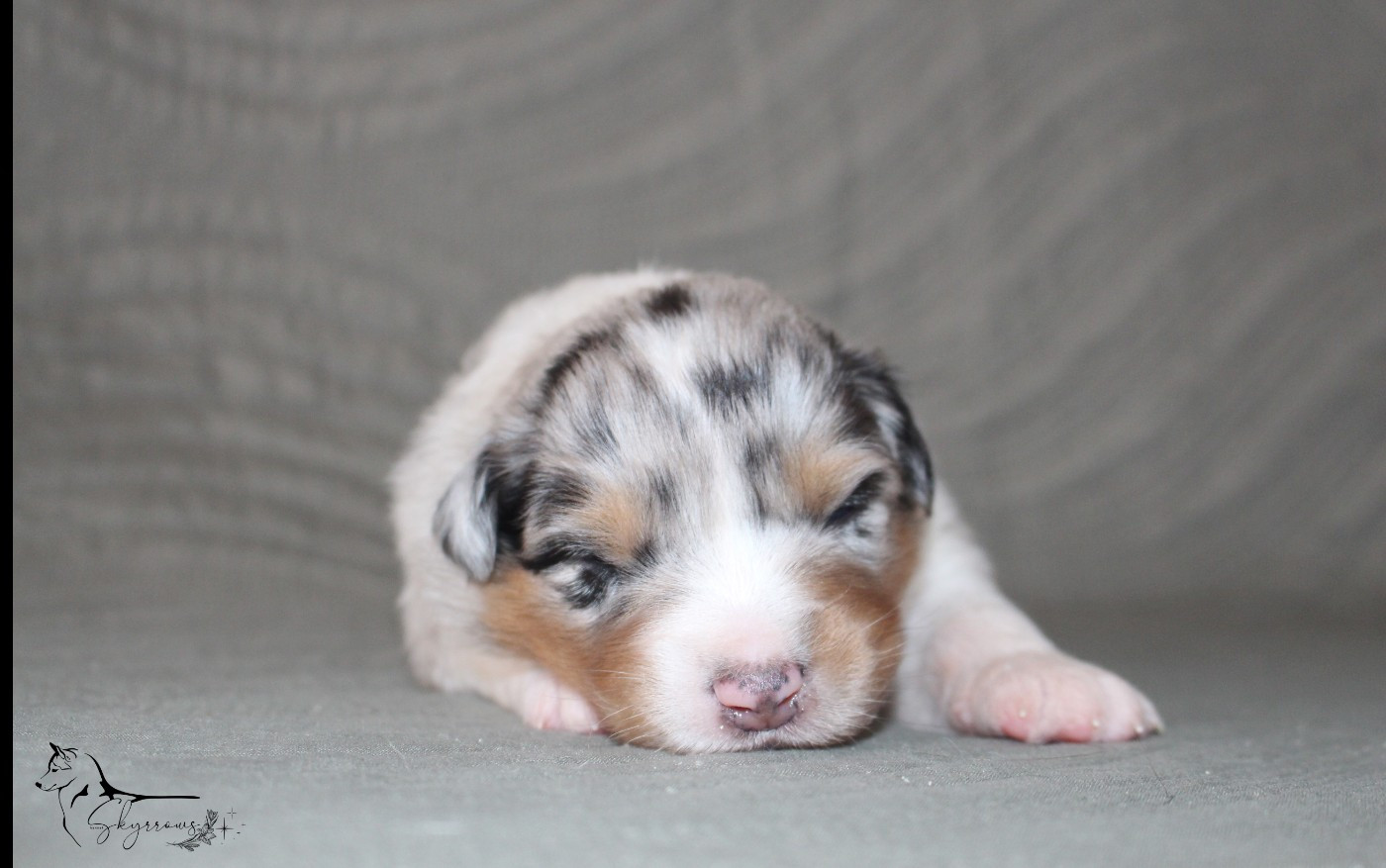 Skyrrows - Chiots disponibles - Berger Australien