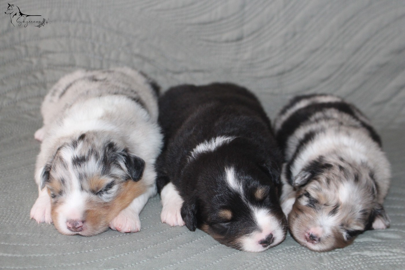 Skyrrows - Chiots disponibles - Berger Australien