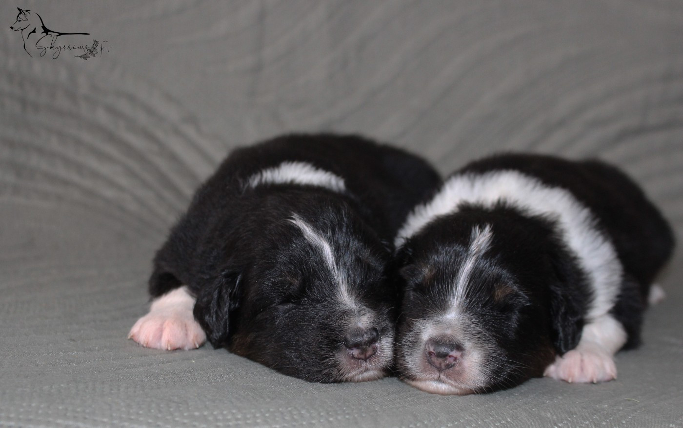 Skyrrows - Chiots disponibles - Berger Australien