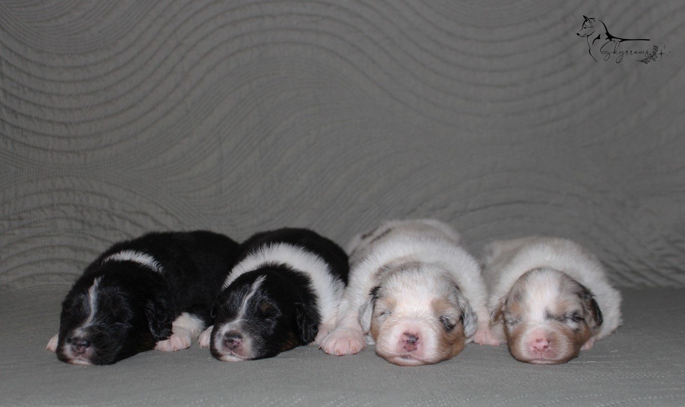 Skyrrows - Chiots disponibles - Berger Australien