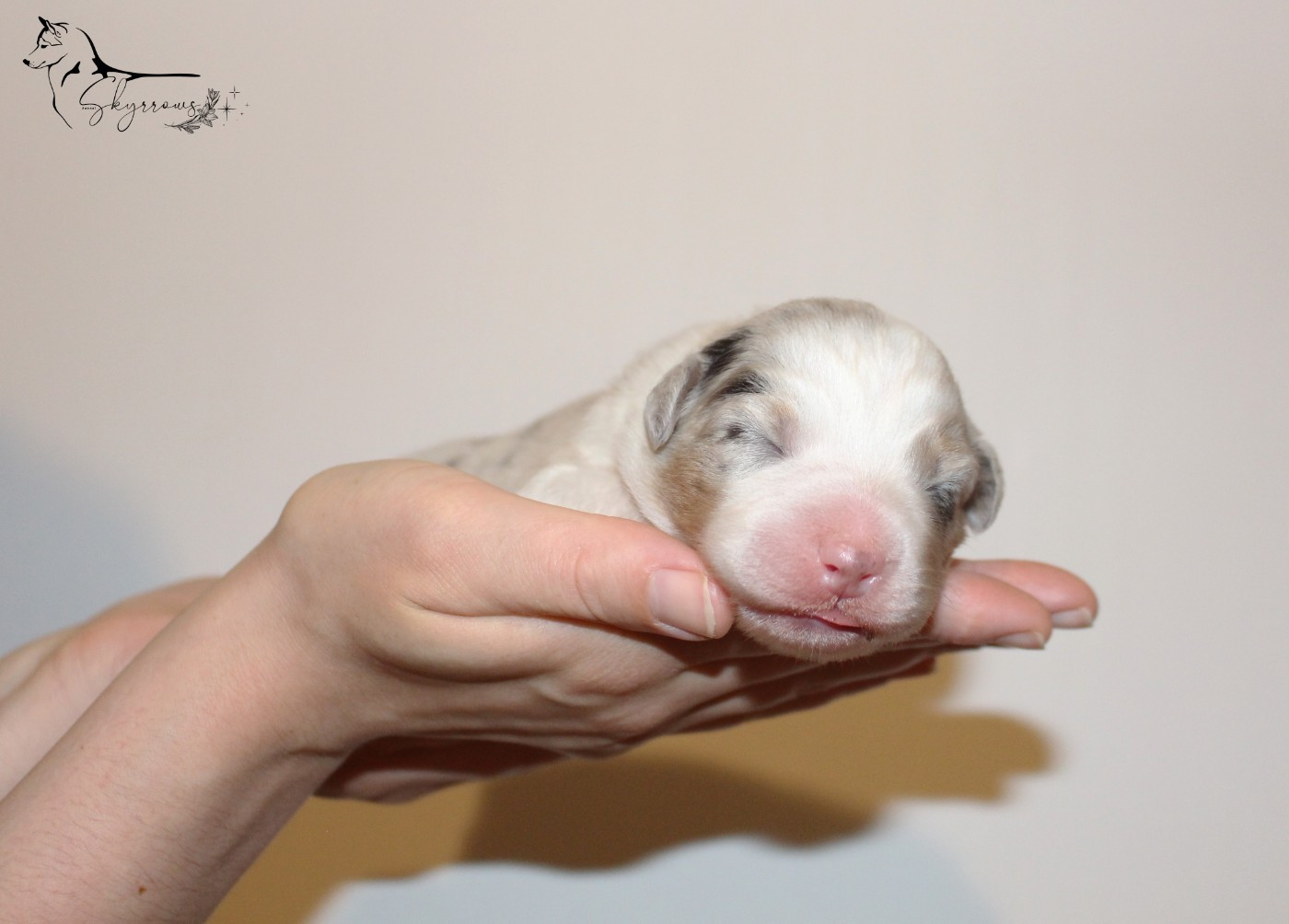 Skyrrows - Chiots disponibles - Berger Australien