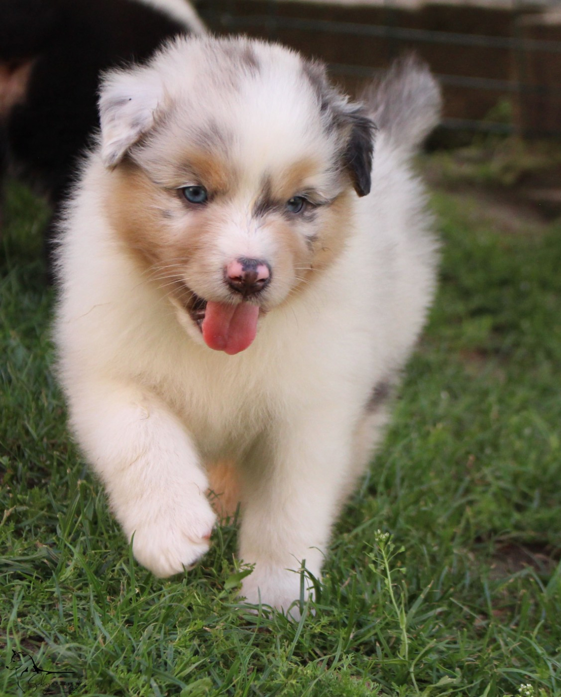 Skyrrows - Chiots disponibles - Berger Australien