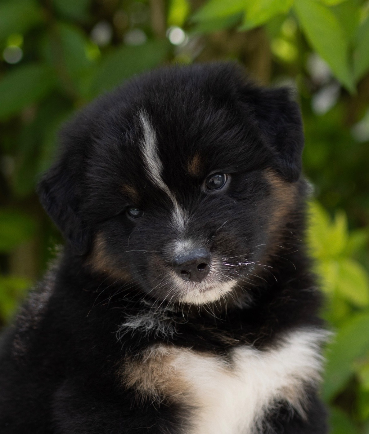 Skyrrows - Chiots disponibles - Berger Australien