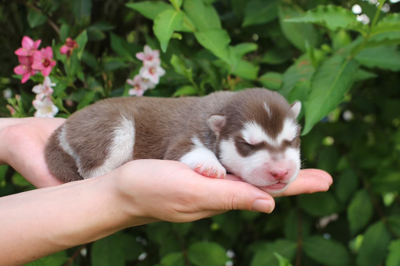 Chiot Siberian Husky Skyrrows