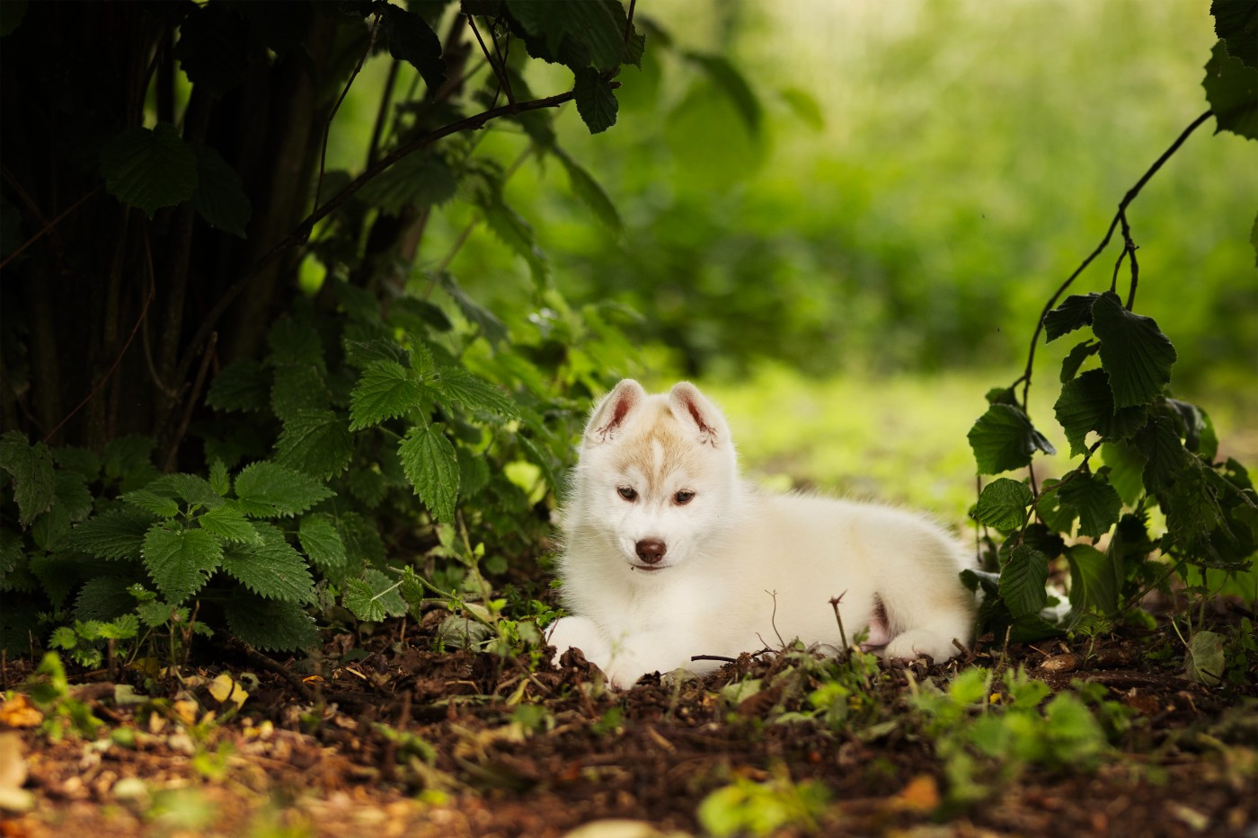 Skyrrows - Siberian Husky - Portée née le 13/04/2025