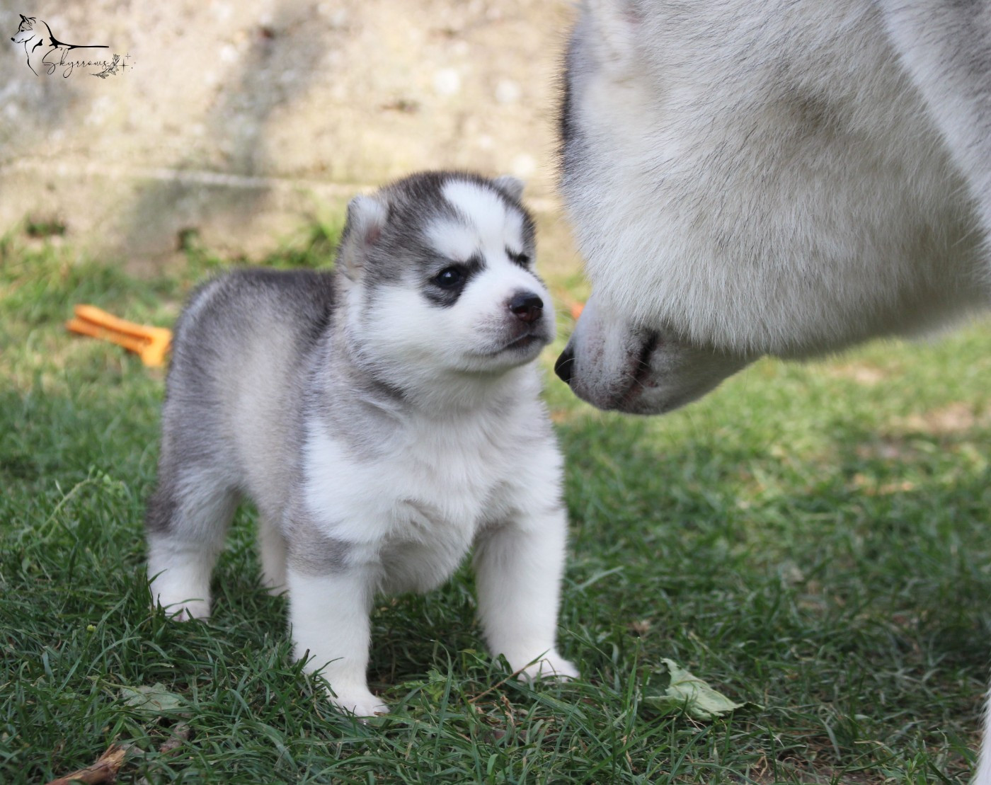 Skyrrows - Chiots disponibles - Siberian Husky