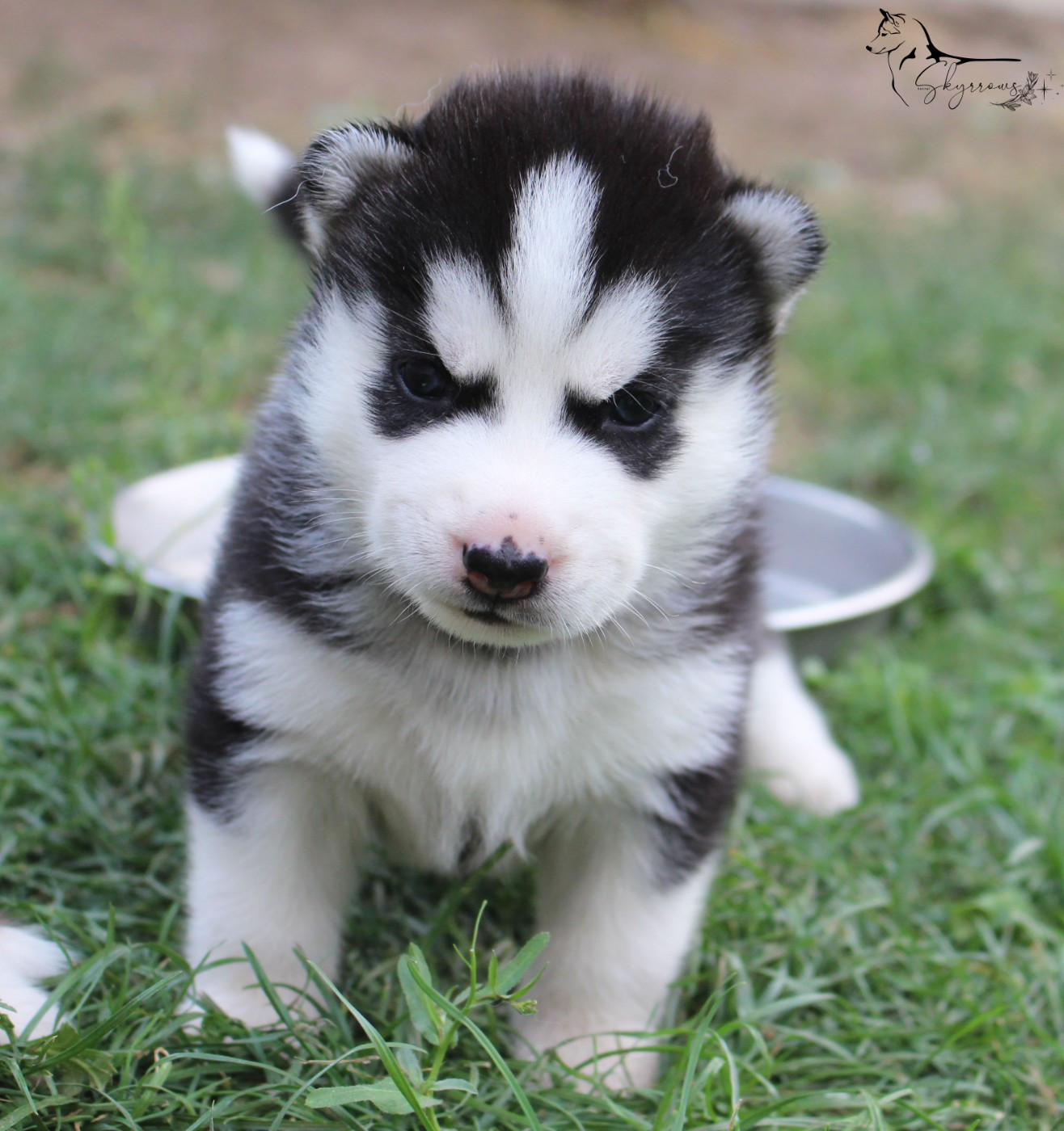 Skyrrows - Chiots disponibles - Siberian Husky