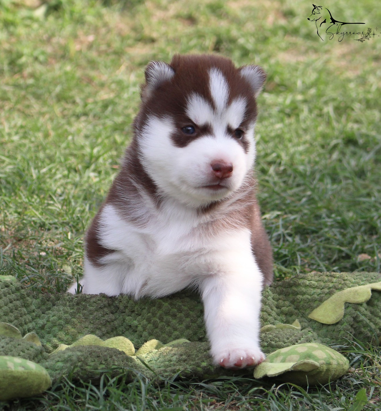 Skyrrows - Chiots disponibles - Siberian Husky