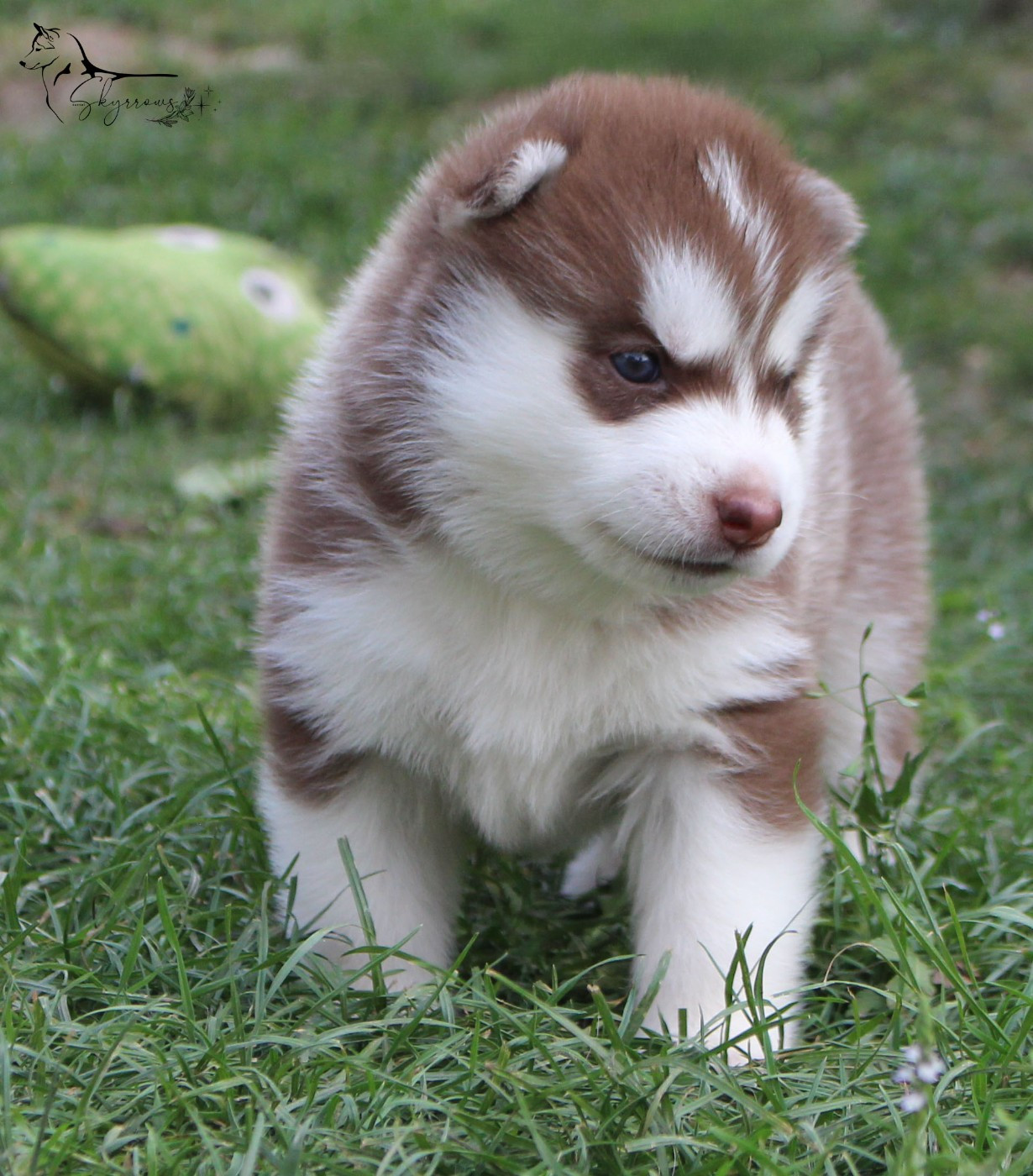 Skyrrows - Chiots disponibles - Siberian Husky