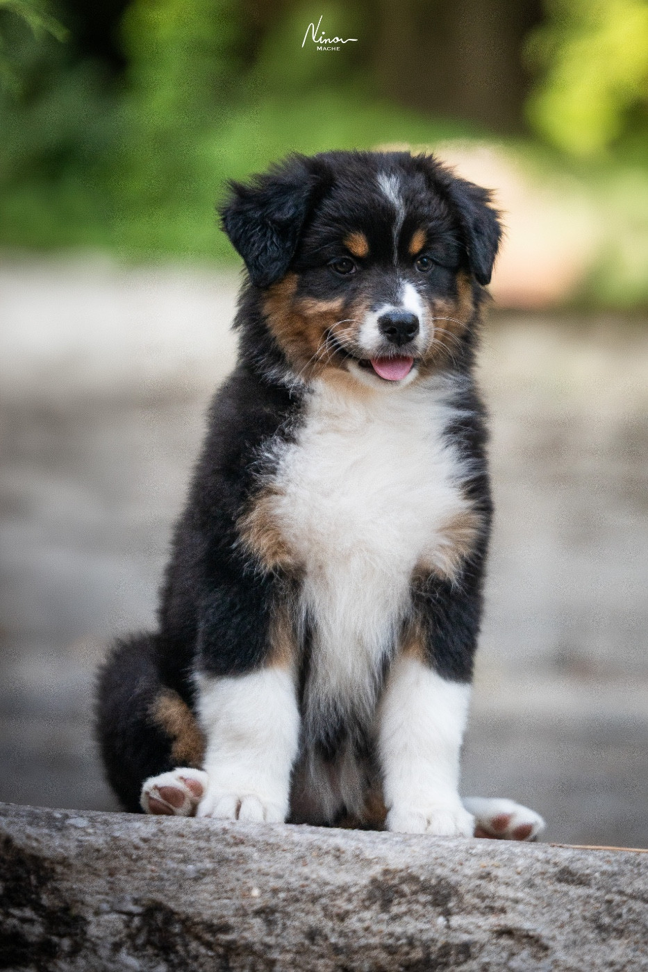 Skyrrows - Chiots disponibles - Berger Australien