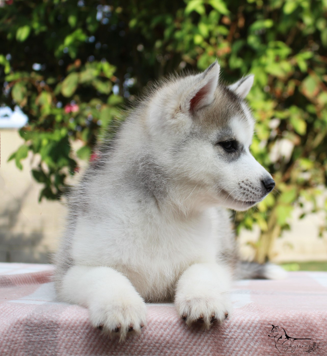 Skyrrows - Chiots disponibles - Siberian Husky