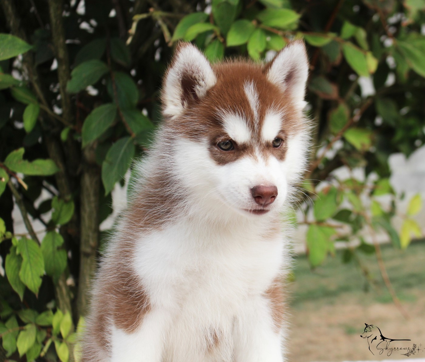 Skyrrows - Chiots disponibles - Siberian Husky