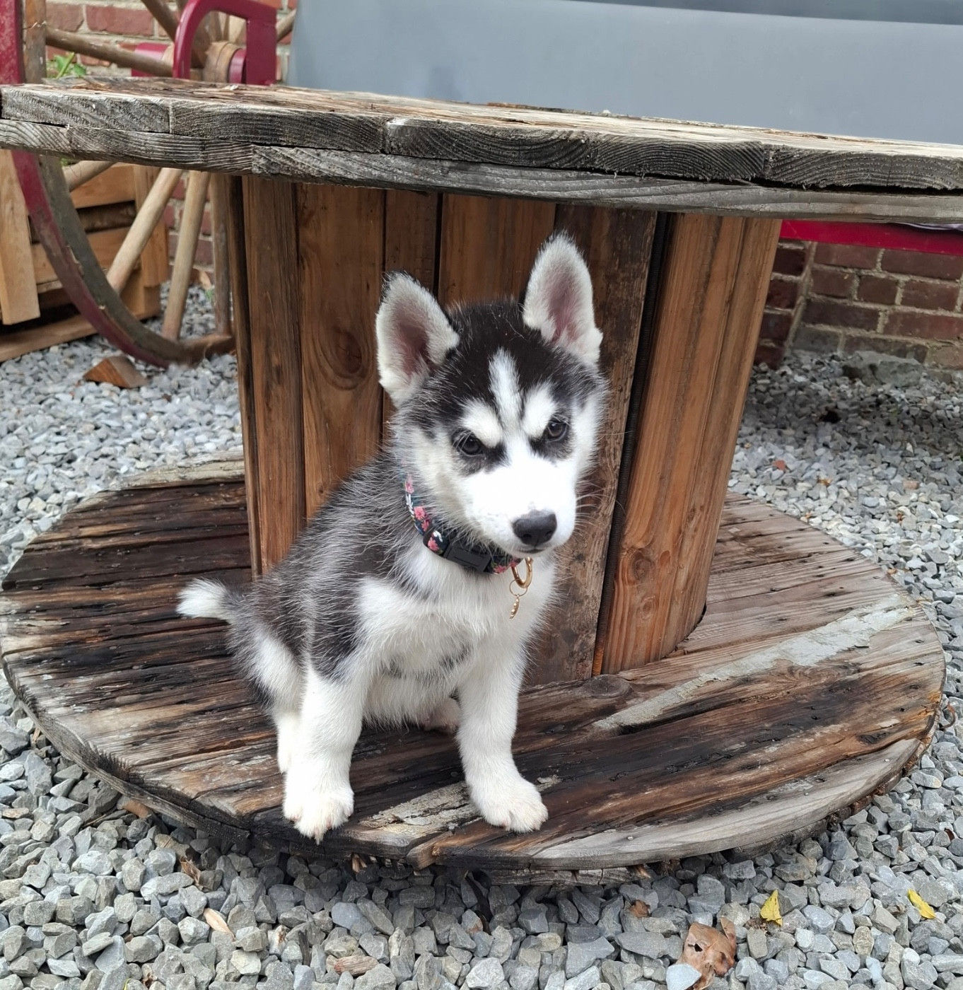 Skyrrows - Chiots disponibles - Siberian Husky