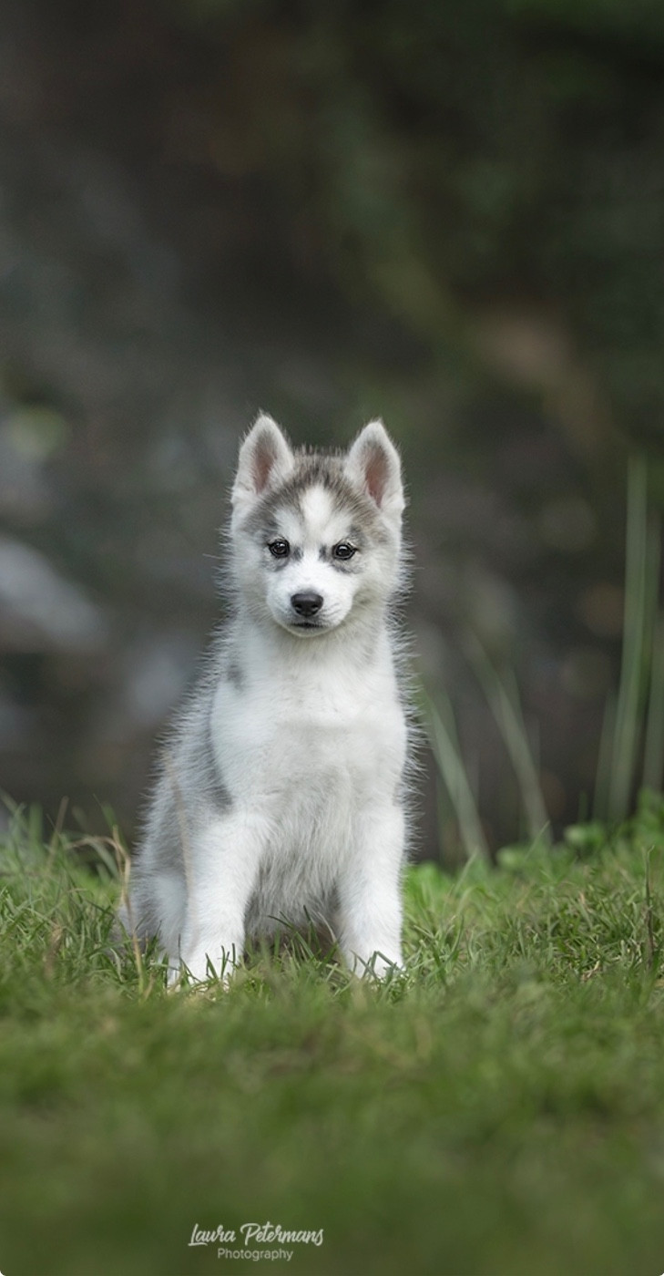 Skyrrows - Chiots disponibles - Siberian Husky
