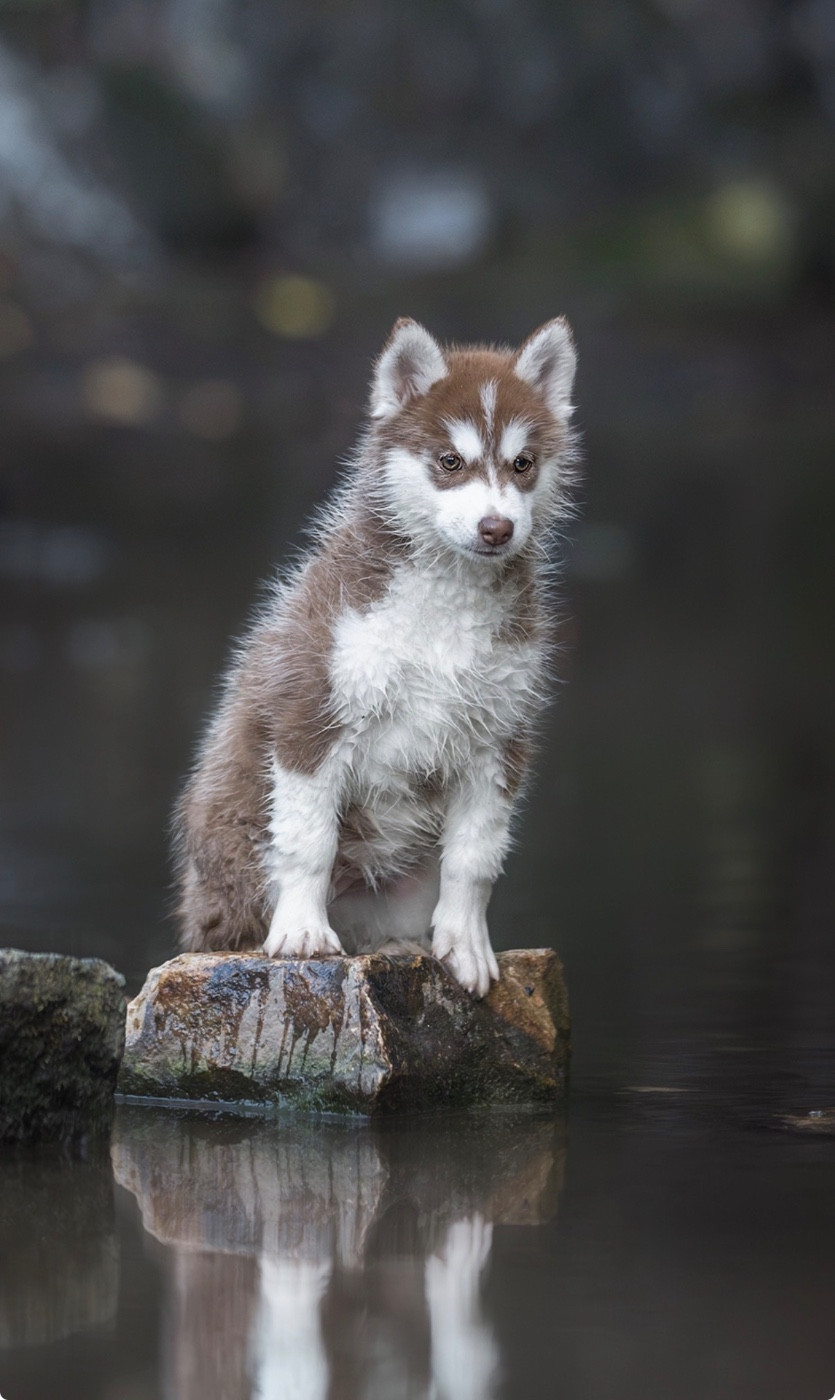 Skyrrows - Chiots disponibles - Siberian Husky