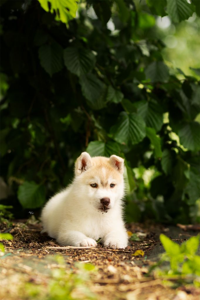 Skyrrows - Chiots disponibles - Siberian Husky