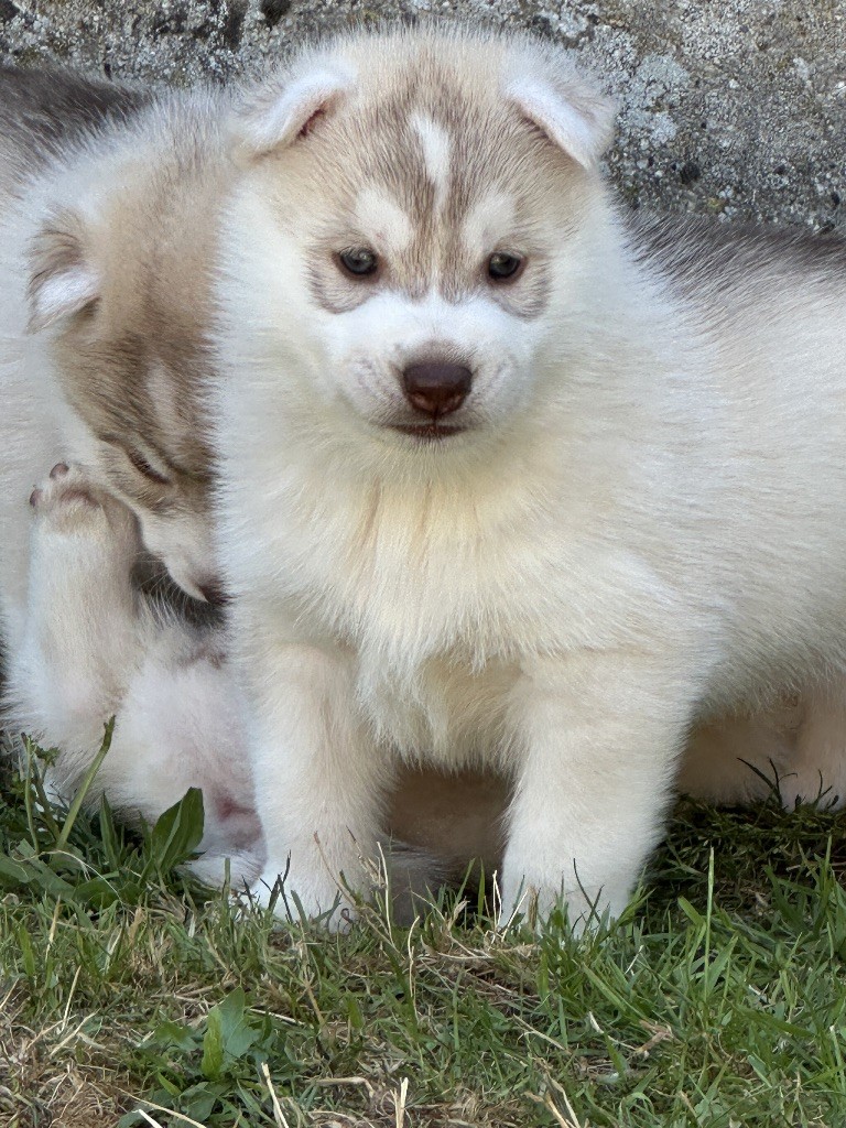 Chiot Siberian Husky Skyrrows