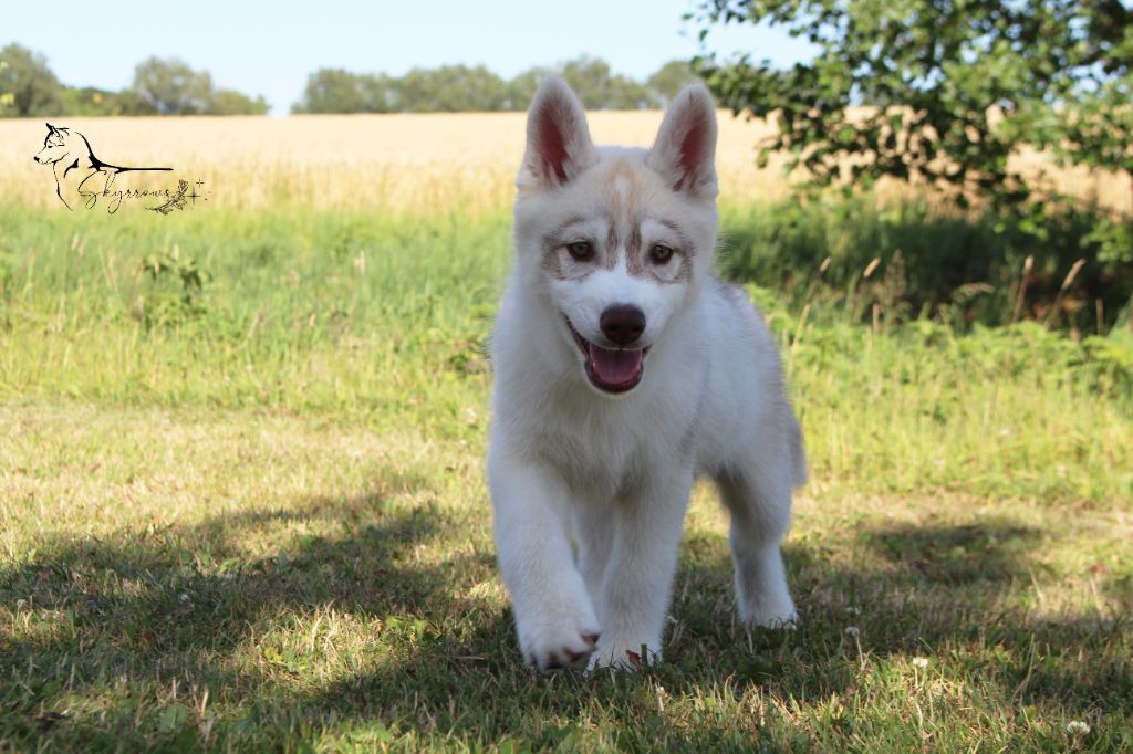 Skyrrows - Chiots disponibles - Siberian Husky