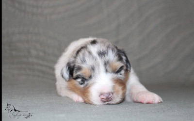 Femelle bleue merle 2