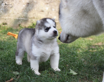 Chiot N°2