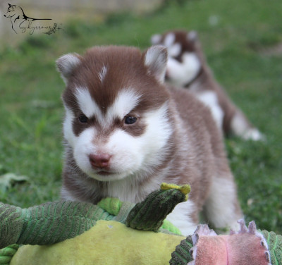 Chiot N°1