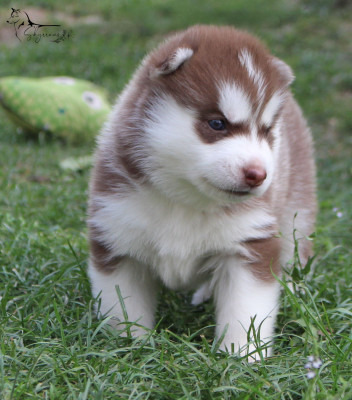 Chiot N°3