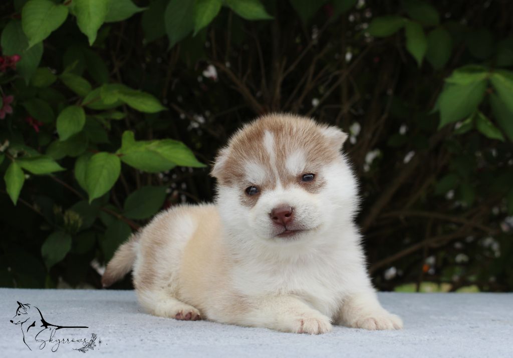 Skyrrows - Chiots disponibles - Siberian Husky