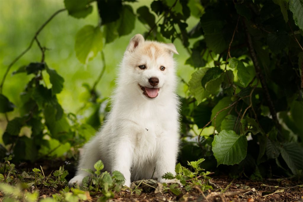 Skyrrows - Chiots disponibles - Siberian Husky