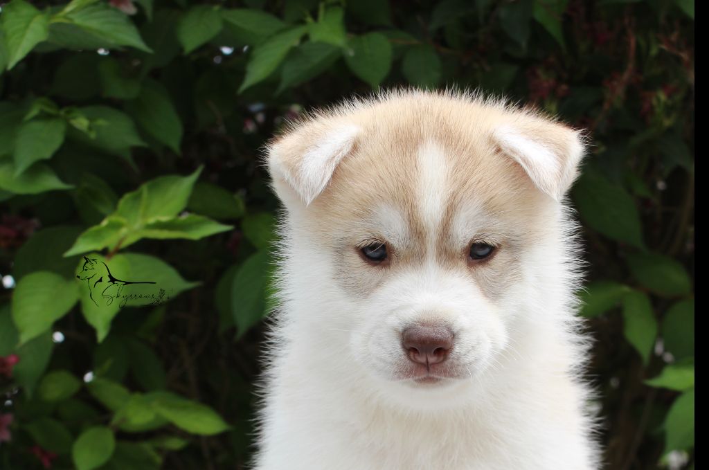 Skyrrows - Chiots disponibles - Siberian Husky