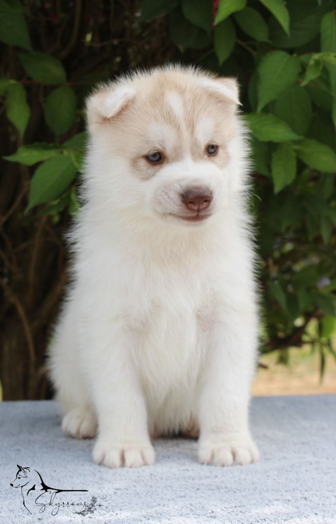Skyrrows - Chiots disponibles - Siberian Husky